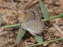 Zizina otis indica (Lesser Grass Blue).JPG